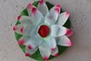 Fiore di Loto Bianco Screziato Loto galleggiante Bianco screziato
