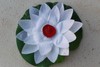 Fiore di Loto Bianco Puro Loto Galleggiante Bianco