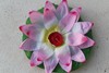 Fiore di Loto Rosa Screziato Loto Galleggiante Rosa Screziato