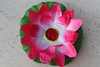Fiore di Loto Rosa Loto Galleggiante Rosa